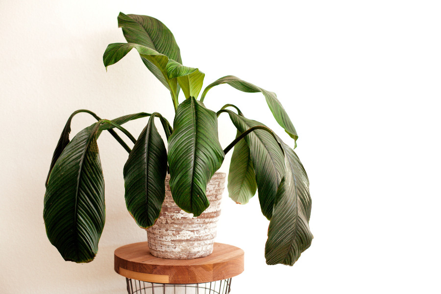 How to Get Your Houseplants in Front of the Right Audience